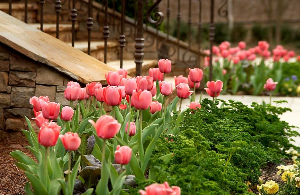 Residential Flower Gardens